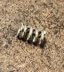 American Arms PK22 Cal. .22LR Pistol: Safety Lever Detent Spring (24905-23). Fixed Price $5.39.